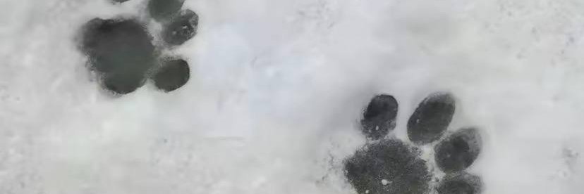 nooshy_21's profile banner image