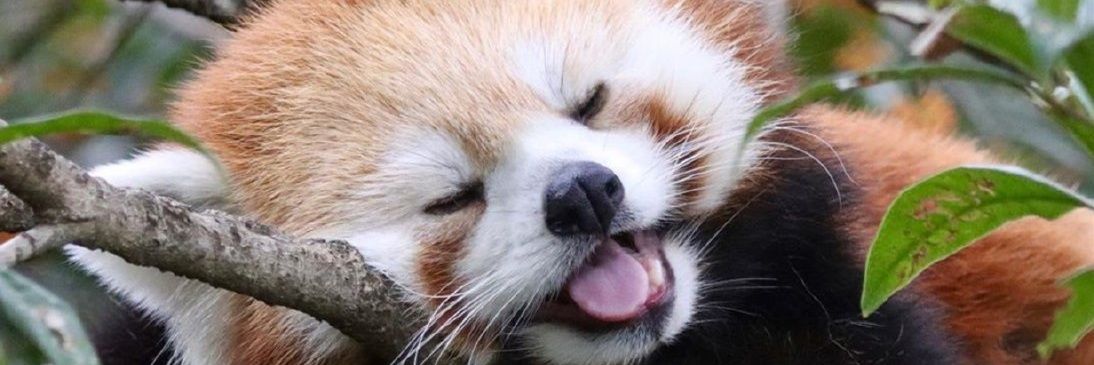 hibilllol's profile banner image
