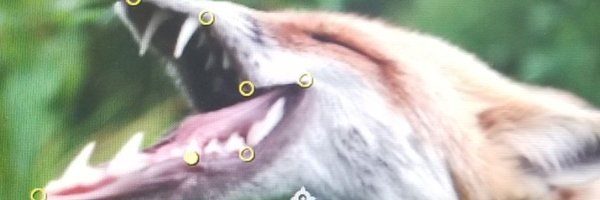 Distorted Foxes Profile Banner