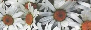 rosiarruda__'s profile banner image