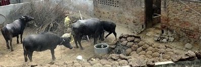 Imma B. McMinn banner