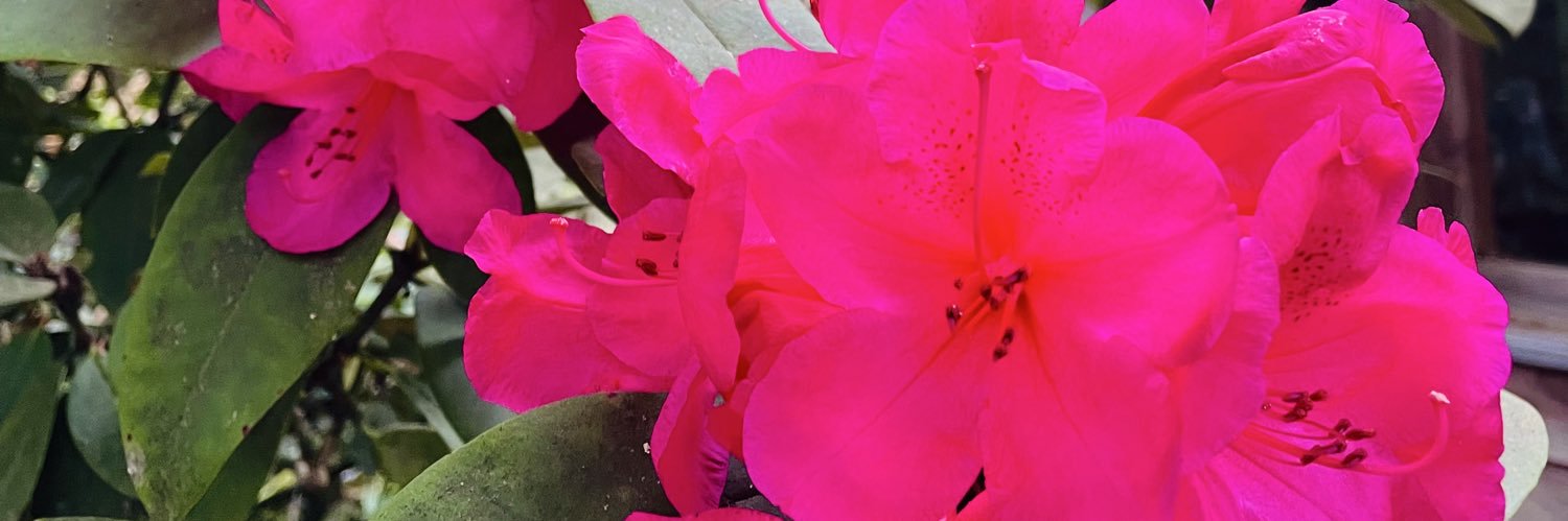 Priiloune 🌈 banner