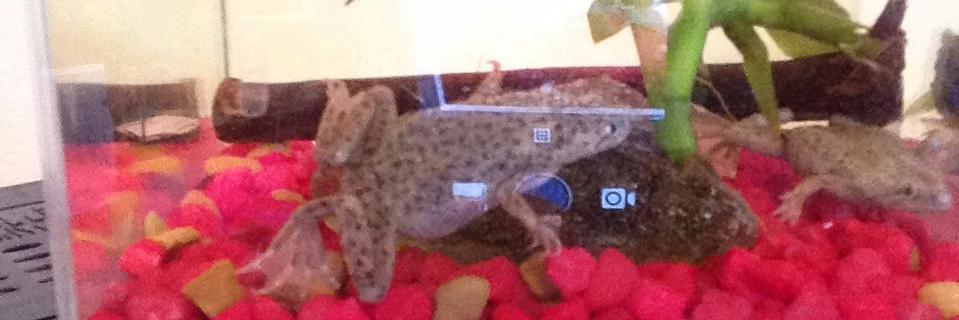 Nick Lockwood banner