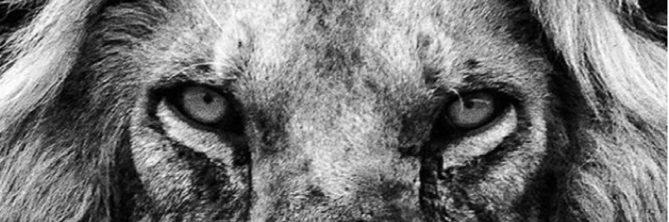 PaleOrc420's profile banner image