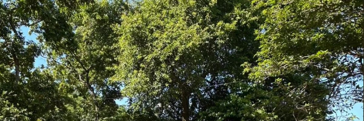 Sanozuna's profile banner image