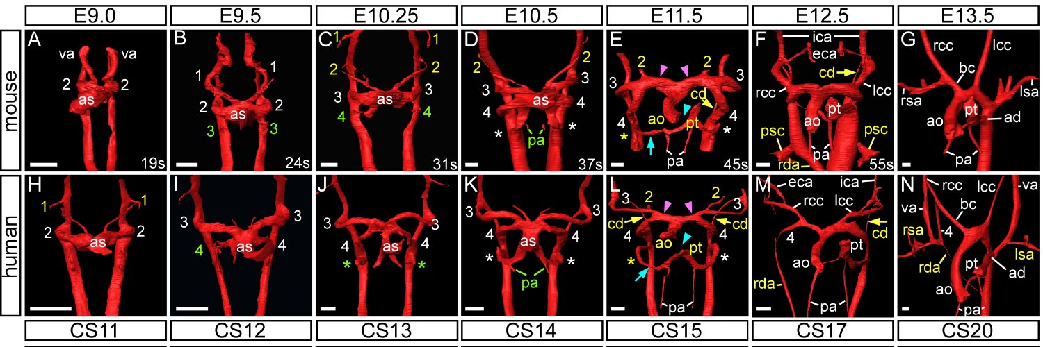 Simon D. Bamforth banner