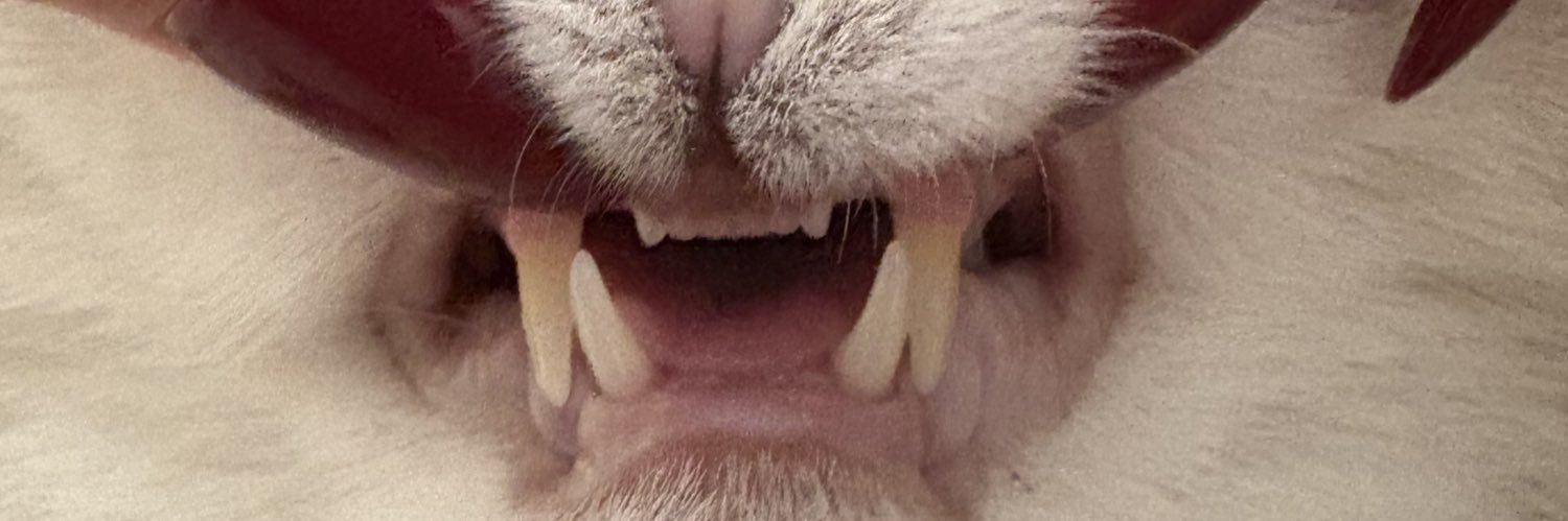 ceyysisi's profile banner image