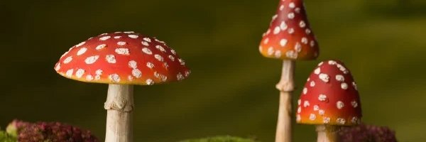 erobasuria's profile banner image