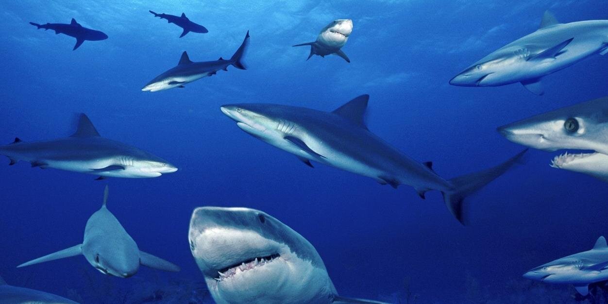 AskSharky's profile banner image