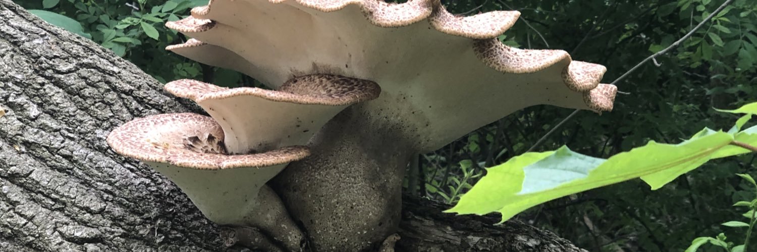 BrenleyCharkow's profile banner image