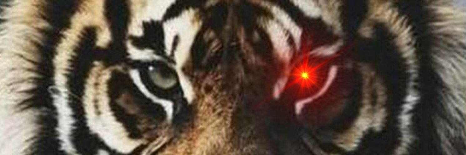 jav_gold's profile banner image