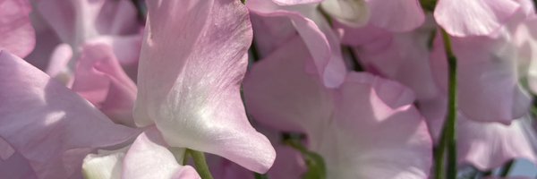mooubee Profile Banner