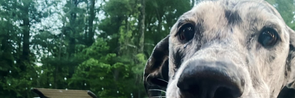 carly_LaFlower's profile banner image