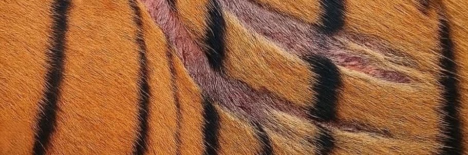 bartuozcann13's profile banner image