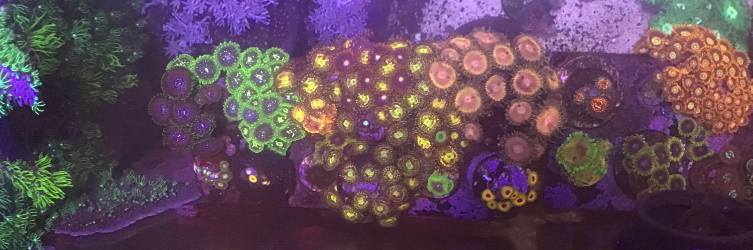TheFutonTorpedo's profile banner image