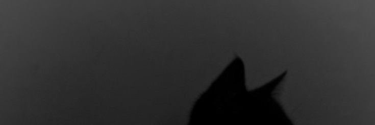 먀옹 🐝🦻🏻 banner