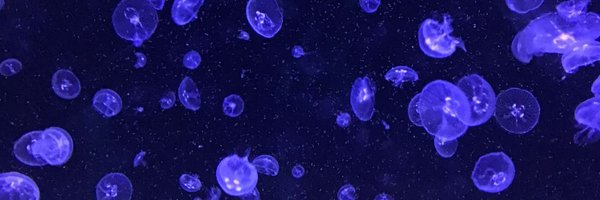 saphinical Profile Banner