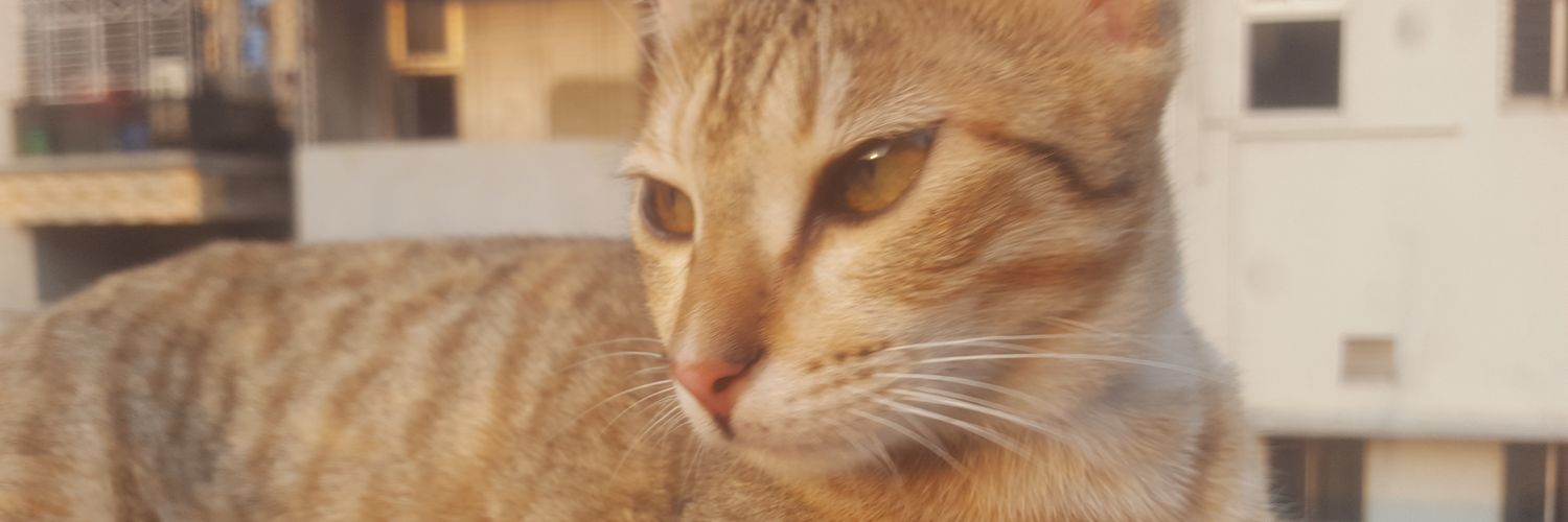 SMZHASAN2's profile banner image