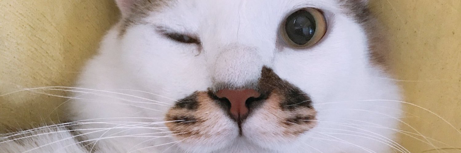 spatukuda's profile banner image