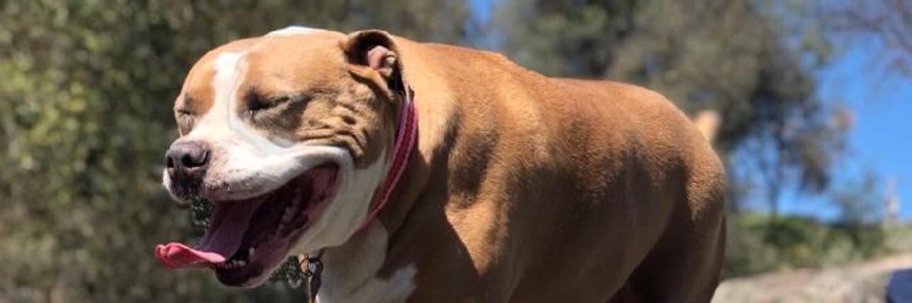 shannsday's profile banner image