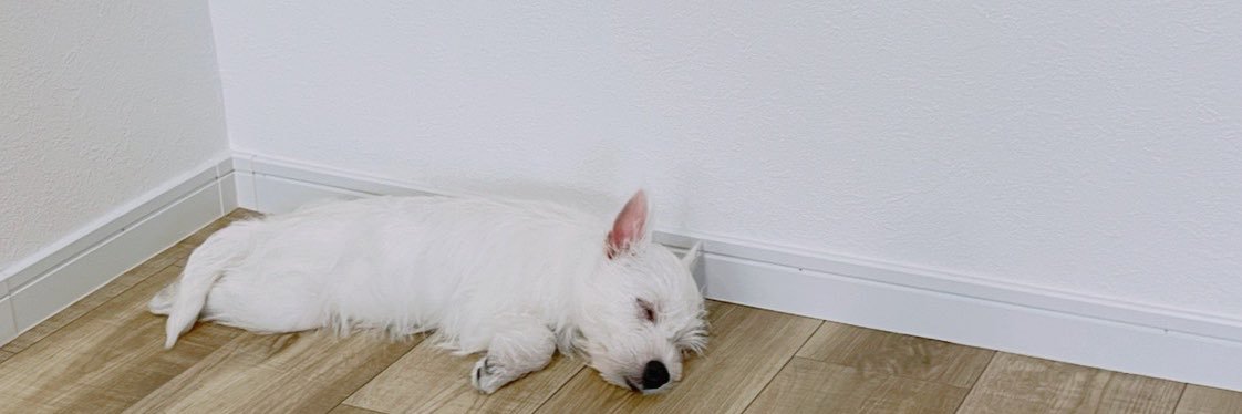 Simba_westie's profile banner image