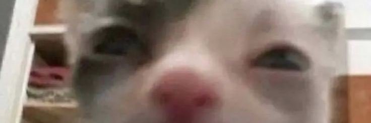 Auzzy banner