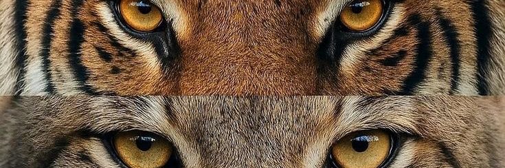 2Reixsilva's profile banner image