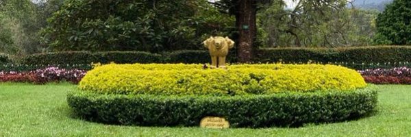 Haque_RheumAI Profile Banner