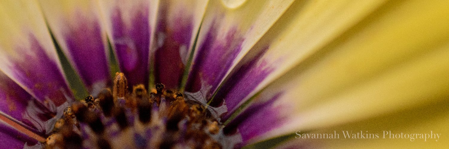 savwaphoto's profile banner image
