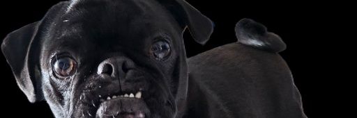 Spicy Pug banner