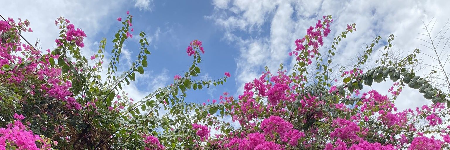 the sleeping beauty banner