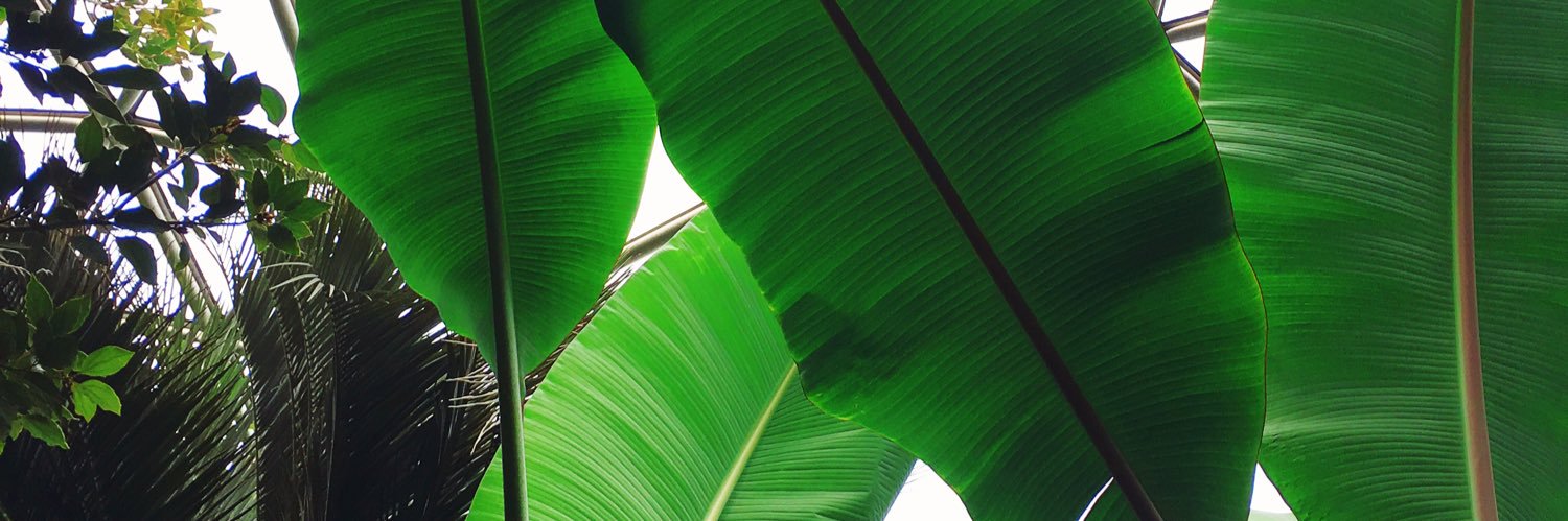 RachelCordoni's profile banner image