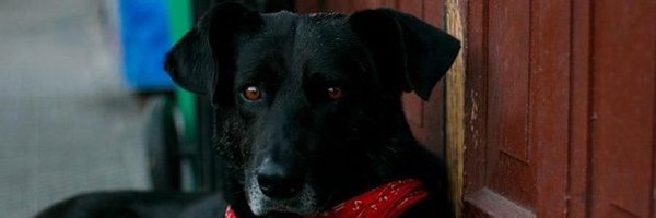 UnViejoTwiter0 Profile Banner