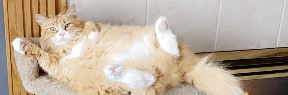 lilygray26's profile banner image