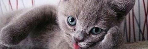 dxrkchoco's profile banner image