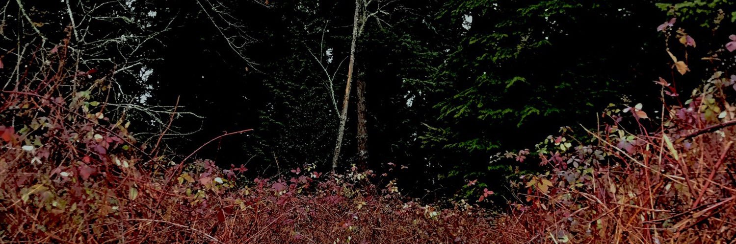 sofiawhat6's profile banner image