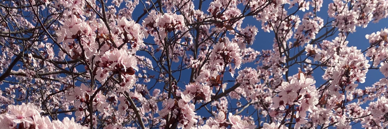 MarielyPlas's profile banner image
