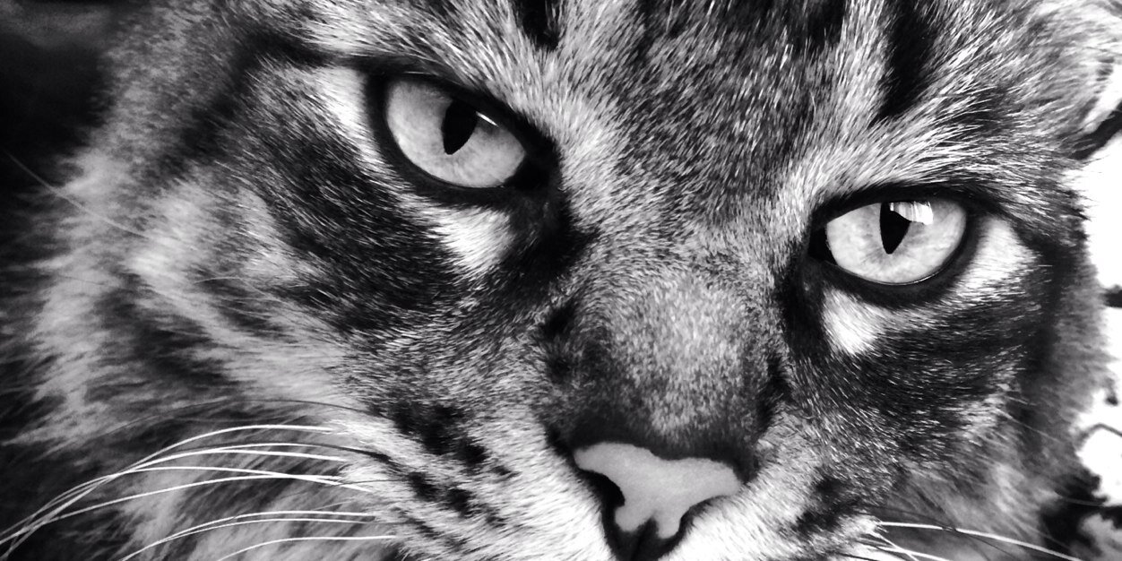 Crazyfbitch's profile banner image
