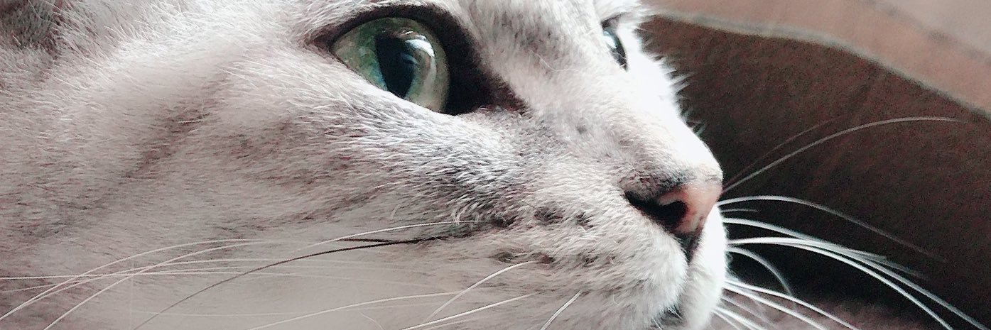 zyaikoooo's profile banner image