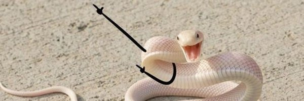 middfoxx Profile Banner