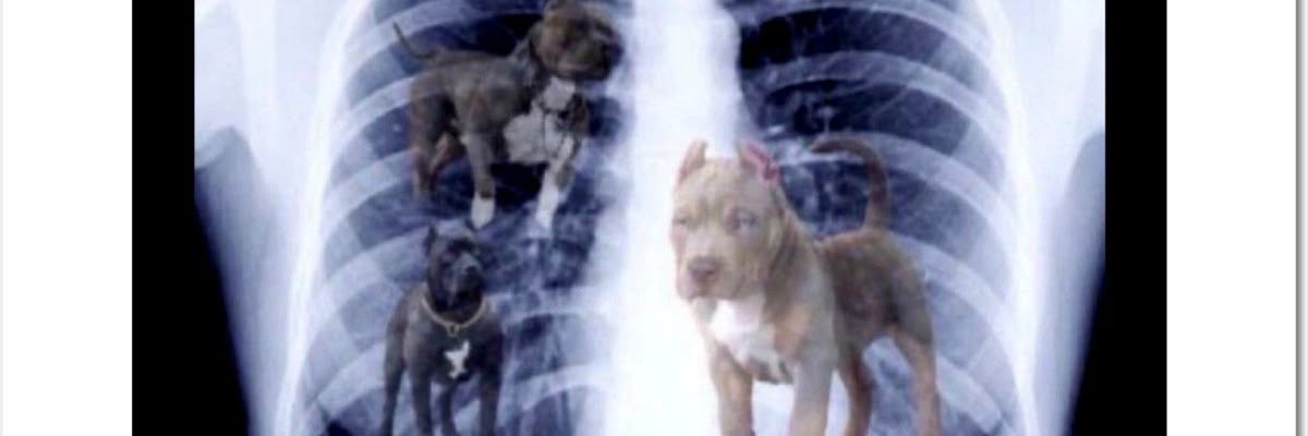 osamabinladen👳🏾‍♂️💰 banner