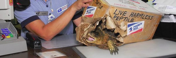 kotowari Profile Banner