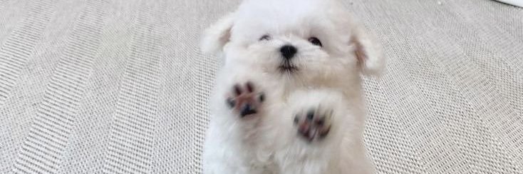 พจ banner