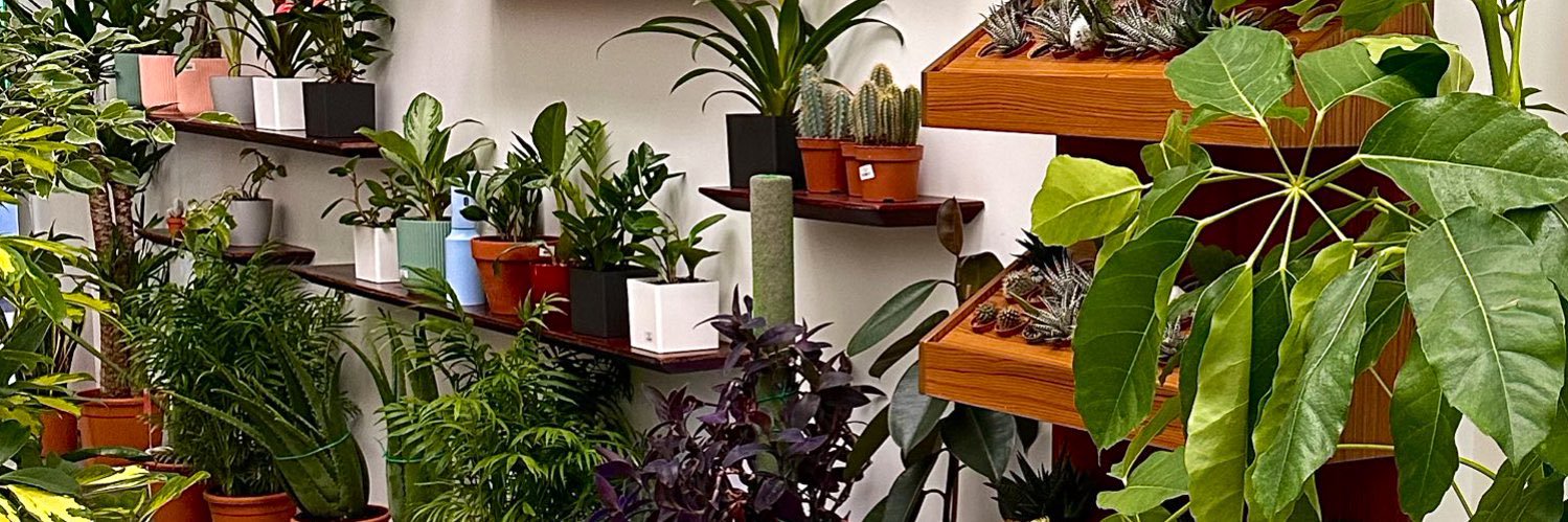 أنوَار🌟 banner