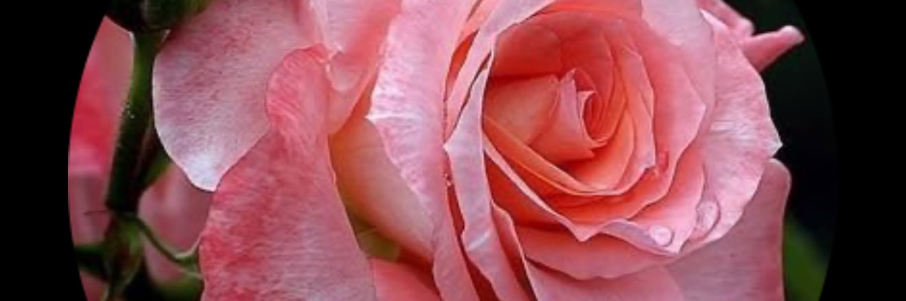 dala1358's profile banner image