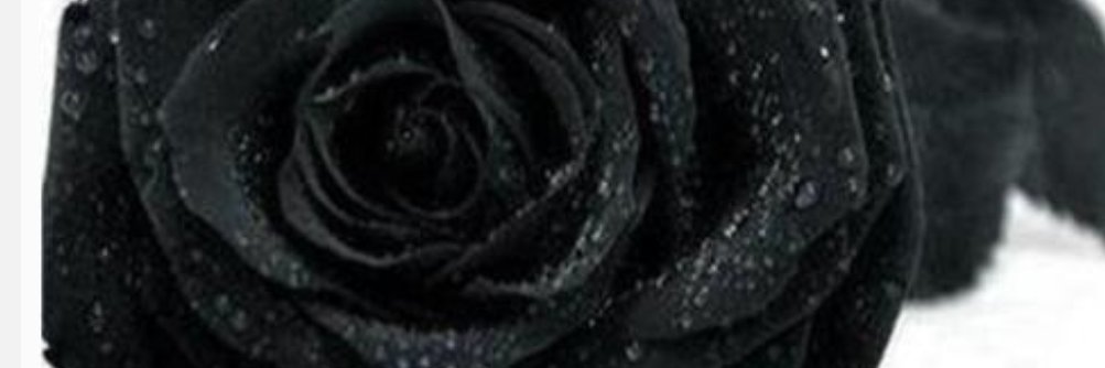 Black Rose@🖤🖤🖤 banner