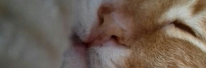 katmilla's profile banner image