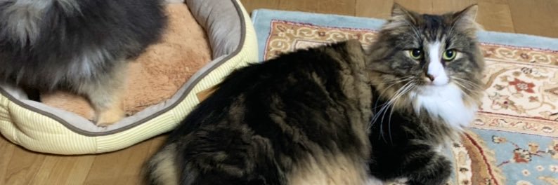 tyyybyyy's profile banner image