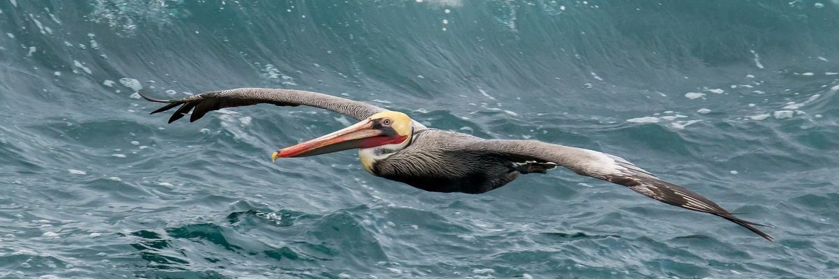 Maxwell Caulfield banner