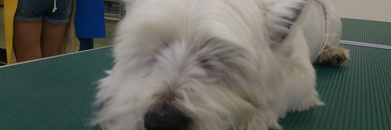 ail049290's profile banner image